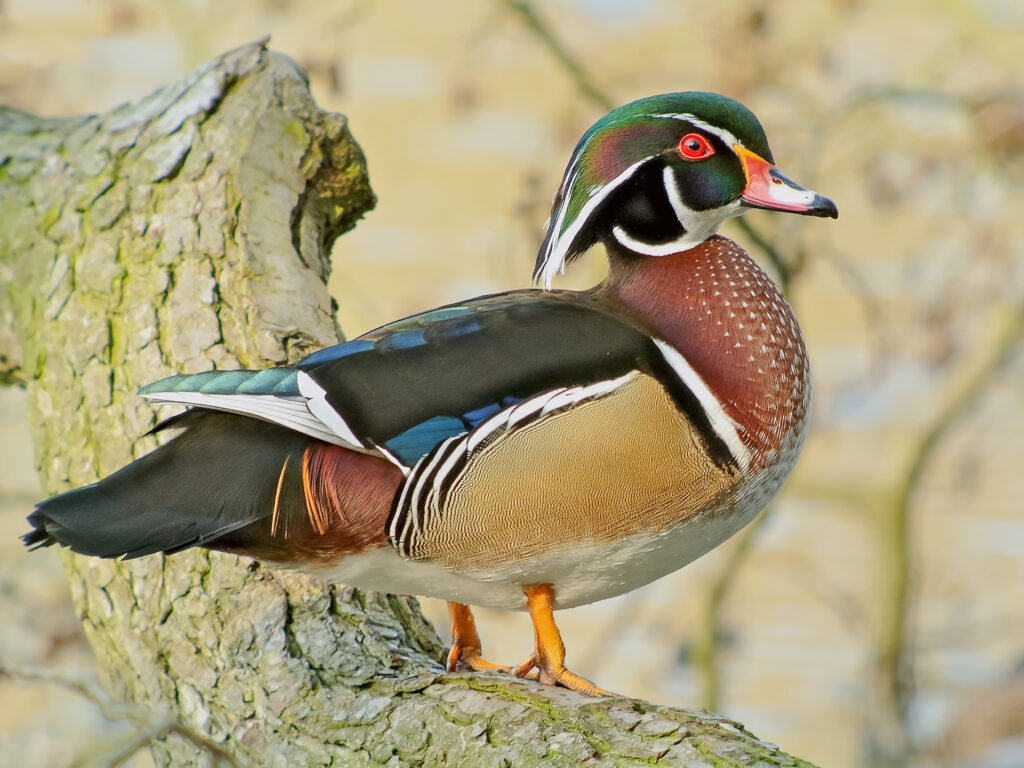 Wood ducks are a sight to behold with their striking plumage. Males feature a glossy green head, red eyes, and intricate patterns of white, chestnut, and iridescent blue. Females are more subdued but still beautiful, with their brown bodies and distinctive white eye rings. These ducks are often found in wooded swamps, marshes, and ponds, where they nest in tree cavities.