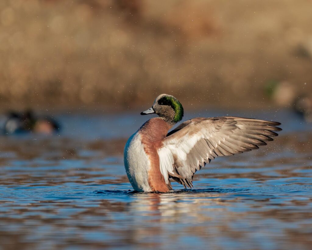 American wigeons are medium-sized ducks with a unique appearance. Males have a green stripe running from their eyes to the back of their heads, a white crown, and a pinkish-brown body. Females are mottled brown with a grayish head. Wigeons are often found in wetlands, lakes, and marshes, where they feed on aquatic vegetation.