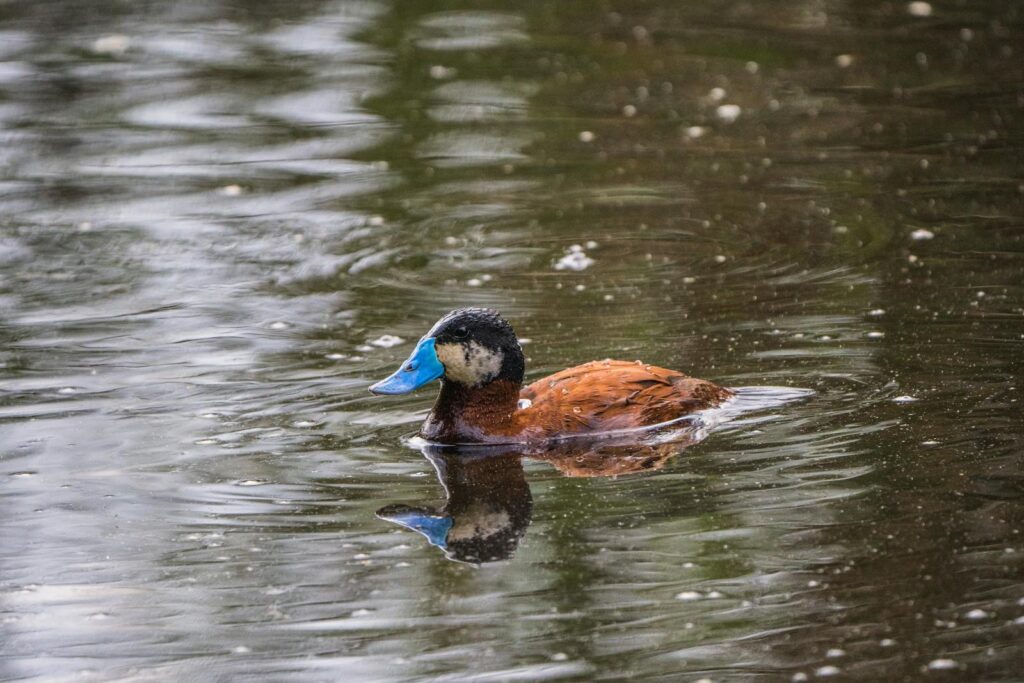 Ruddy ducks are small, stiff-tailed ducks with a unique appearance. Males have bright chestnut bodies, sky-blue bills, and a distinctive black head. Females are brown with a grayish face. These ducks prefer freshwater marshes, ponds, and lakes, where they are often seen diving and foraging for aquatic insects.