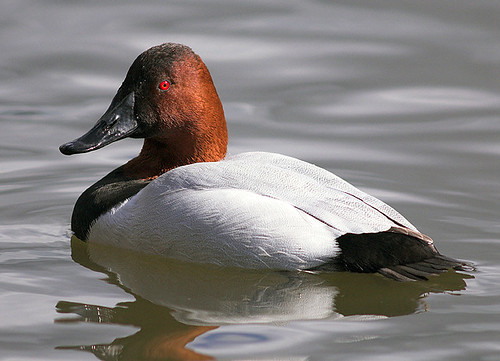 Canvasbacks are large diving ducks known for their distinctive sloping profile and striking coloration. Males have a reddish-brown head, black chest, and white body, while females are mottled brown. These ducks prefer deep, open water habitats such as lakes and large ponds.