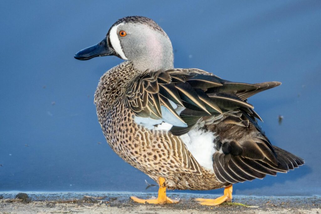 Blue-winged teals are small, fast-flying ducks with striking blue patches on their wings. Males have a blue-gray head with a distinctive white crescent in front of their eyes, while females are mottled brown. These ducks prefer shallow freshwater habitats such as marshes, ponds, and flooded fields.