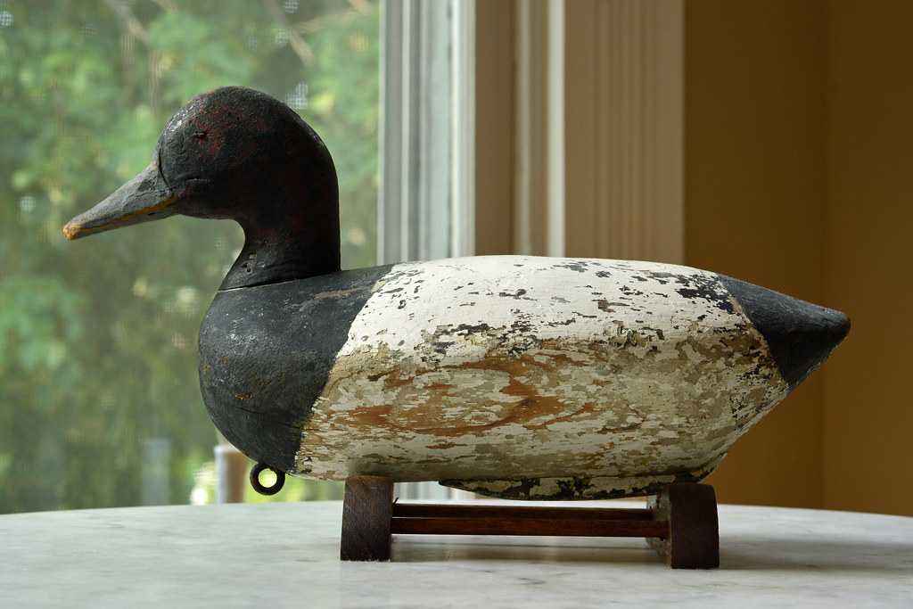 The decoy duck is not a living species but rather a crafted object used by hunters to attract real ducks. These lifelike models are designed to mimic the appearance and behavior of actual ducks, often made from wood, plastic, or other durable materials. Decoy ducks come in various species representations, with some of the most common being mallards, pintails, and teal. They are strategically placed in water bodies to create the illusion of a safe and populated area, thereby luring real ducks within range. While they don't quack, swim, or fly, decoy ducks play a crucial role in waterfowl hunting traditions.