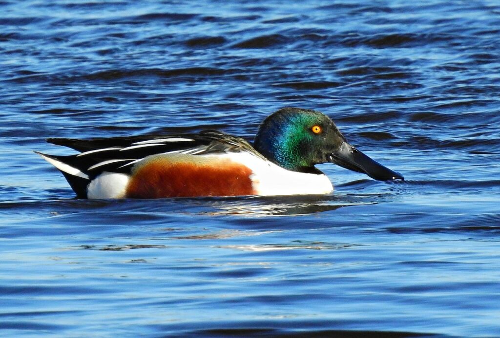 Northern shovelers are easily recognized by their large, spoon-shaped bills. Males have a green head, white chest, and chestnut-brown sides, while females are mottled brown. Shovelers are often found in shallow wetlands, marshes, and ponds, where they use their specialized bills to filter food from the water.