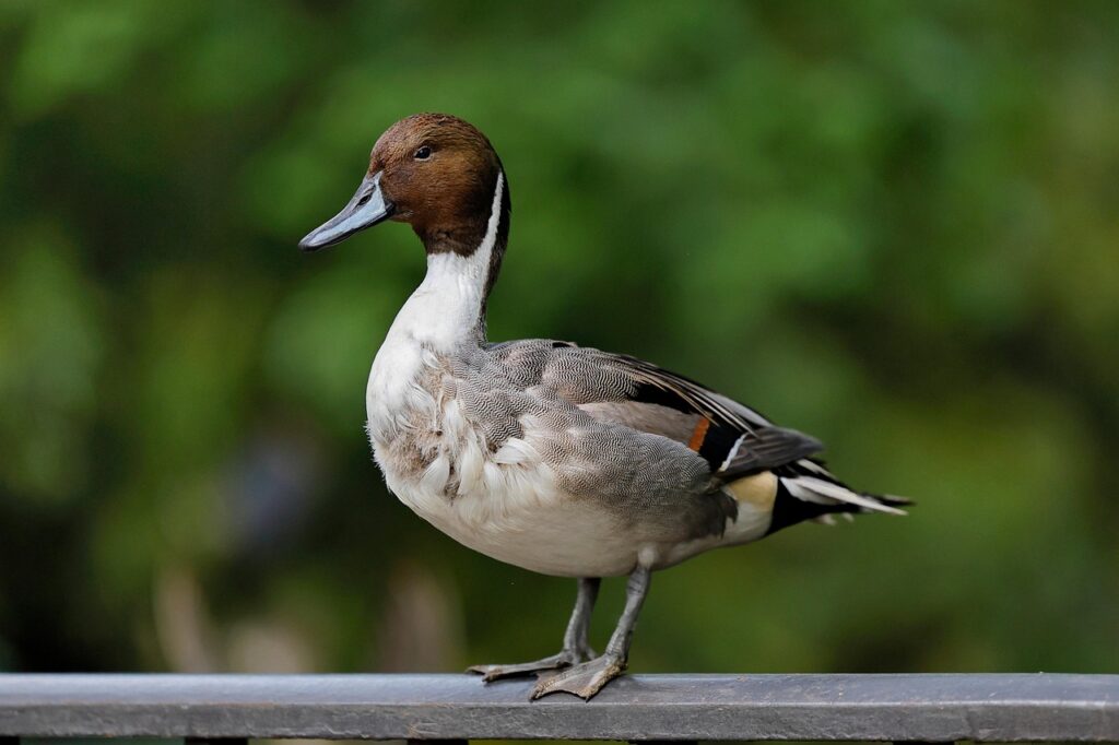 The northern pintail is an elegant and slender duck with a distinctive long neck and pointed tail feathers. Males have a sleek brown head, white neck, and grayish bodies, while females are mottled brown. Pintails are known for their graceful flight and are often seen in wetlands and open water areas during migration.
