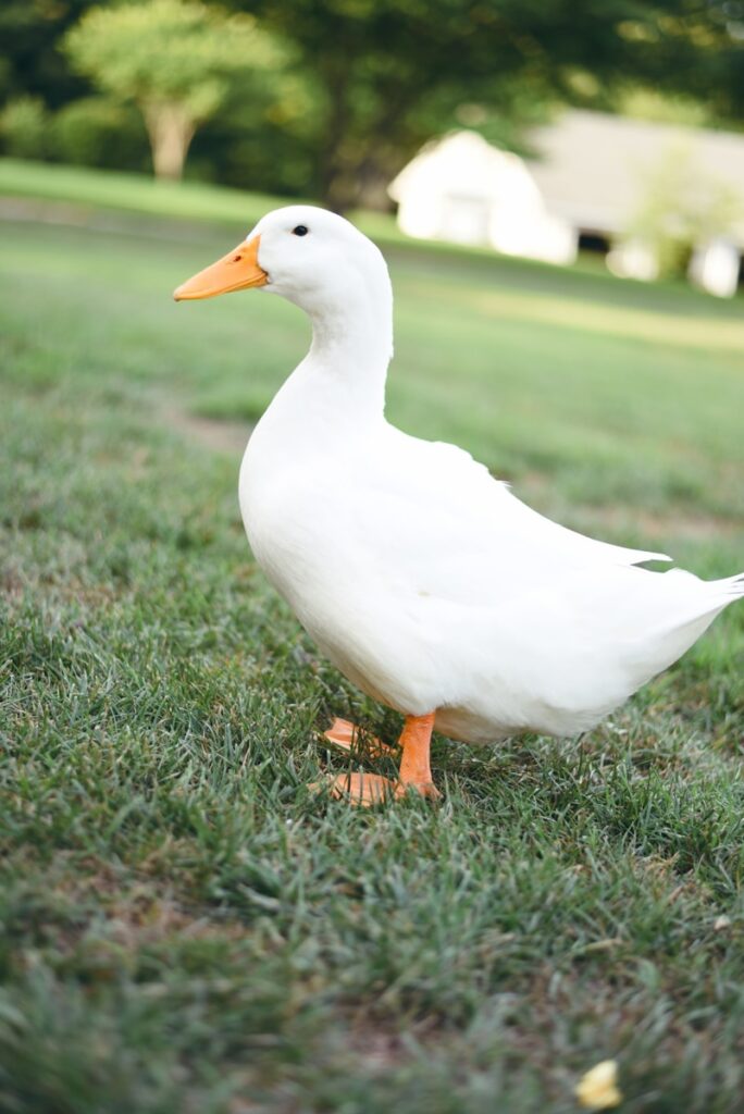 The Peking duck is a domesticated breed known for its pristine white feathers and large size. These ducks are widely bred for their meat and are particularly famous in Chinese cuisine. Peking ducks have a calm demeanor and are easily recognizable by their bright white plumage and orange bills. They are often kept on farms and in backyard flocks, making them a common sight in both rural and suburban areas.