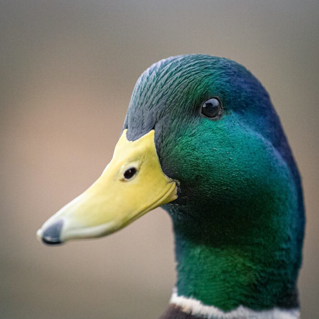 The mallard duck is perhaps the most well-known and widely recognized duck species. Males, or drakes, are easily identified by their iridescent green heads, white neck rings, and chestnut-brown chests. Females, or hens, sport mottled brown plumage that provides excellent camouflage. Mallards are highly adaptable and can be found in various habitats, from urban parks to remote wetlands.